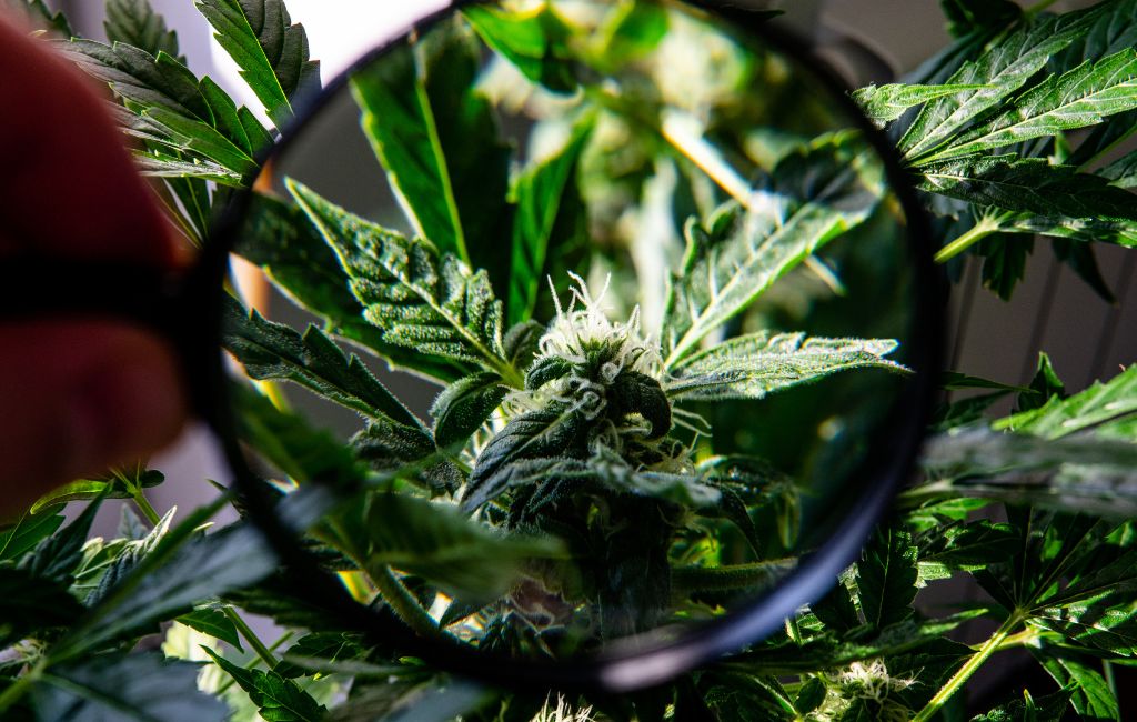 THCa flower and terpenes